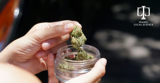 person holding marijuana